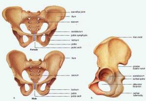 Osteopatía dinámica de pubis tratamiento de fisioterapia