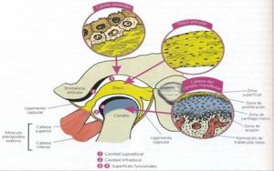 Terapia manual en las disfunciones de la articulación temporomandibular: revisión bibliográfica