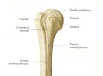 A propósito de un caso: fractura subcapital de humero